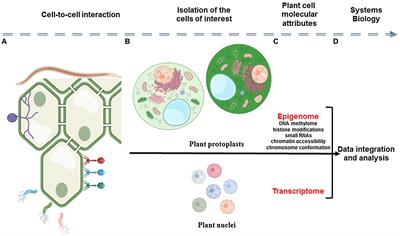 Enhancing Our Understanding of Plant Cell-to-Cell Interactions Using Single-Cell Omics